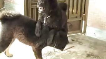 狗咬狗(普通话),揭示动物世界中的残酷生存法则