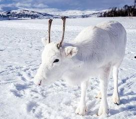 白色驯鹿,穿越极地雪原的神秘使者