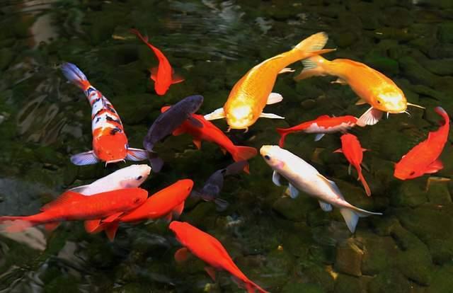 锦鲤崽崽爱拆家